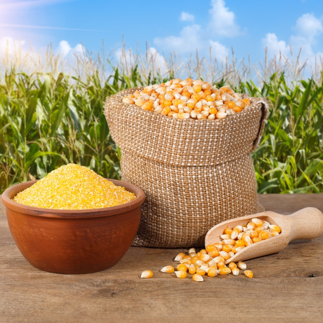 Maize or Corn